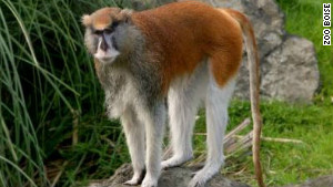 Police and zoo employees found a patas monkey that was seriously injured at Zoo Boise on Saturday. The monkey died.