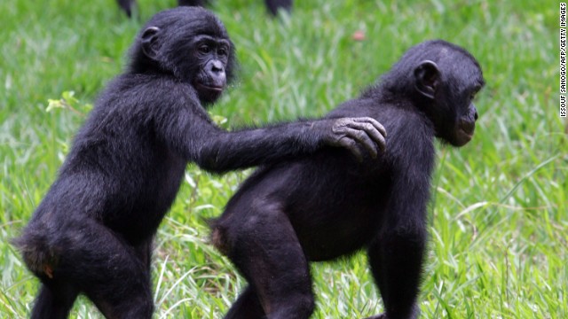 La guerra del Congo amenaza a los simios bonobos