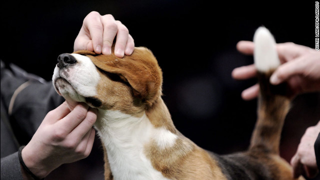 February 13: Judges inspect a beagle during the 136th Westminster Kennel Club Dog Show at Madison Square Garden in New York. About 2,500 dogs competed.