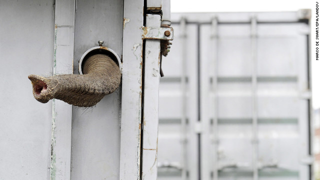 May 8: Tonya sticks her trunk out of a container during her removal from the Zoo Blijdorp in Rotterdam, The Netherlands. She had to leave the zoo with her mother, Douanita, because she did not get along with the other elephants. They were moved to a zoo in Prague, Czech Republic.