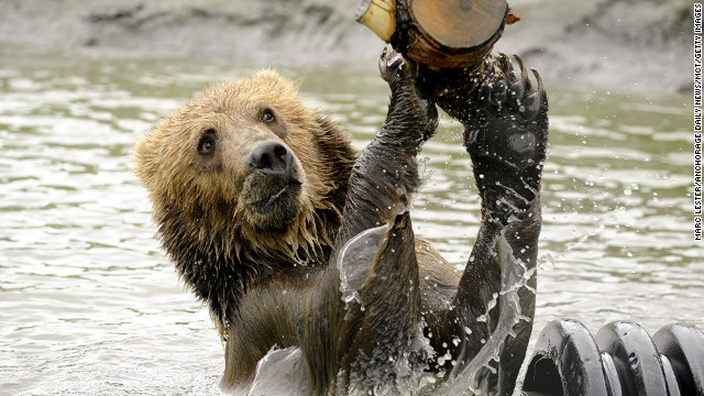 June 13: Taquoka plays with a log in a pond in his enclosure at the Alaska Wildlife Conservation Center in Portage, Alaska. The 2-year-old male brown bear began a trip to his new home in Sweden. 