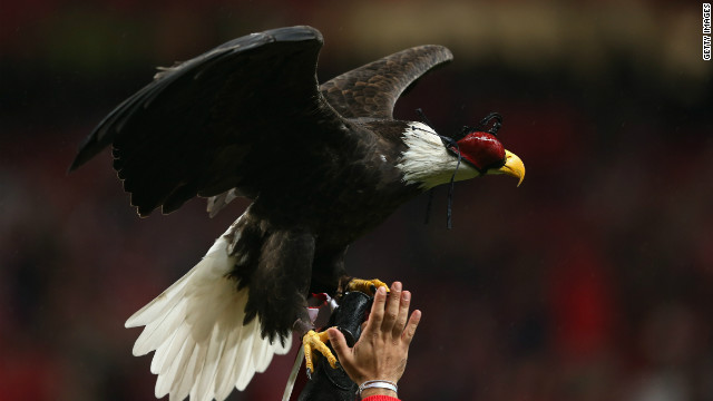 Portuguese club Benfica are nicknamed the Eagles and before each home game an eagle flies around the Estadio da Luz.