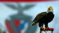 Vitoria, Benfica's North American bald eagle mascot, stands on it's perch before the UEFA Champions League football match between Benfica and Chelsea at Estadio da Luz in Lisbon, on March 27, 2012. Chelsea won 1-0.