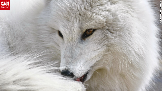 Northern Alaskan Fox