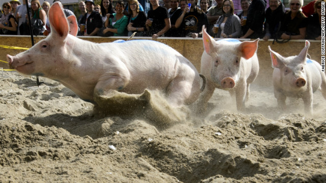 In the Swiss ski resort of Klosters, the first day of January is celebrated with a piglet race in which 10 tiny porkers sprint through the snow for the enviable prize of being spared from the sausage factory. 