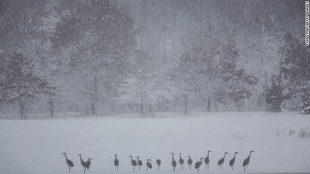 Blizzard In Chicago