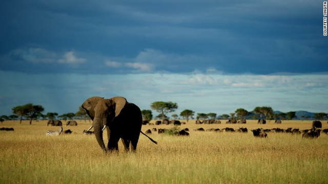 The house is on Sasakwa Hill within Singita Grumeti Reserves, where animals roam the land. It has a prime view of a watering hole near the house. 