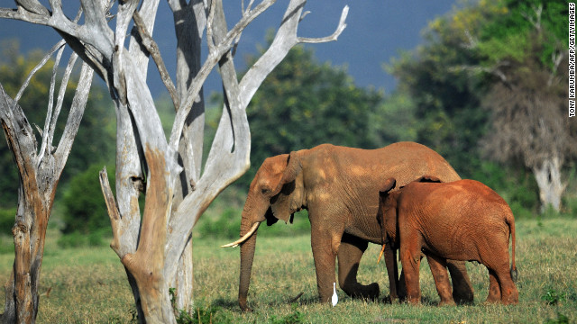 Elephants foraging in the Tsavo-east National park, Kenya on March 20, 2012.
