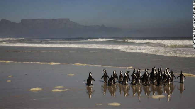 Penguins walk toward the ocean on Blouberg Beach outside of Cape Town.