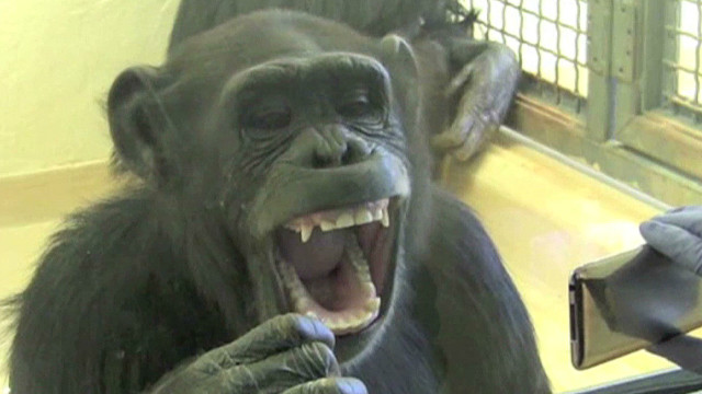 Los chimpancés reconocen la injusticia cuando les afecta, según una investigación
