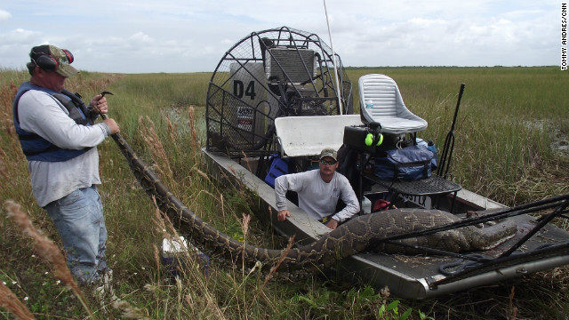 Finaliza competencia de caza de serpientes en Florida con 68 pitones capturadas