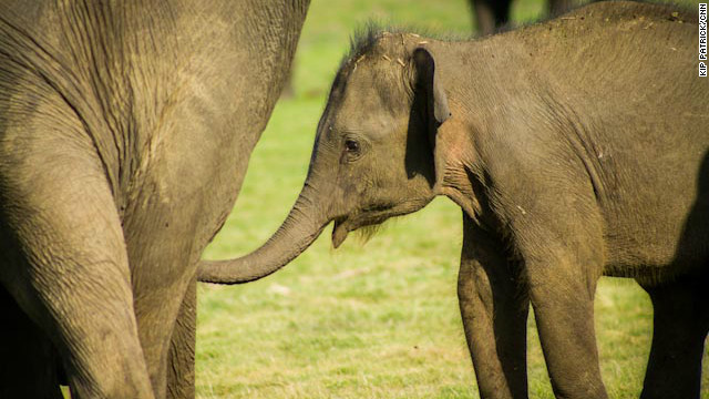 A baby elephant reaches for its mother. Elephant moms typically don't stray far from their offspring, both for protection and in case they need to help sort out a quick meal.