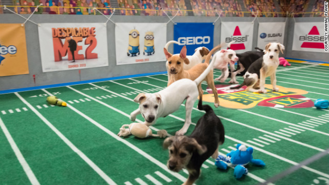 130129150533-puppy-bowl-9-7-horizontal-gallery.jpg