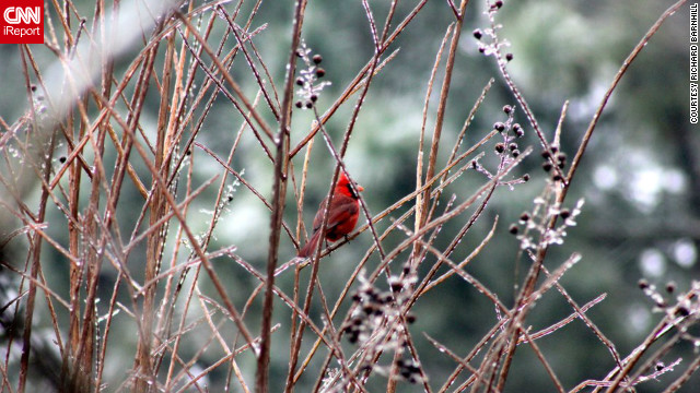 After a late January ice storm in Greenville, North Carolina, Richard Barnhill was walking around his parents' yard when he spotted this cardinal and "took as many pictures as I could." 