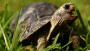 Kaepernick has a pet tortoise?