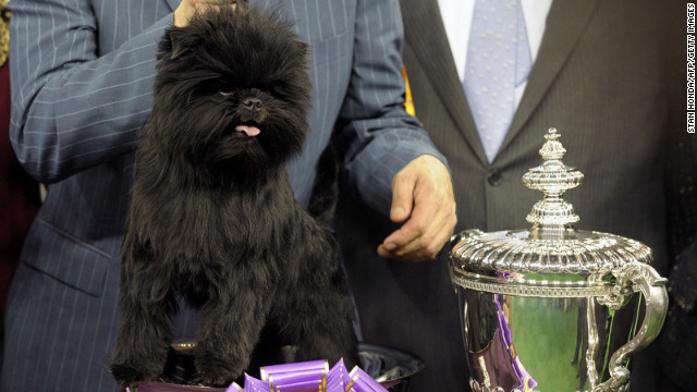 Behind-the-scenes: 'Starting Point' welcomes 2013 Westminster Dog Show winner Banana Joe and contenders