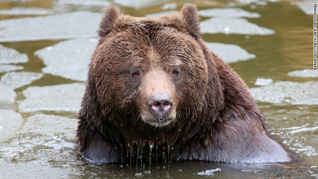 M13, el único oso silvestre de Suiza muere a tiros por ser considerado un peligro
