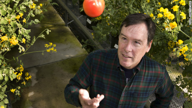 Growing a better tomato