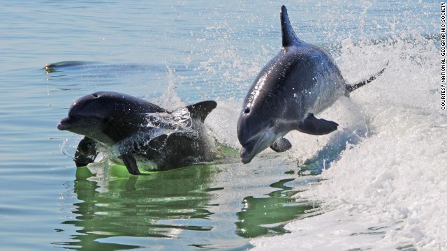 If your child spots a new dolphin on Dolphin Explorer Captain Chris Desmond's dolphin spotting trip outbound from Marco Island, Florida, the child gets to name the dolphin. 