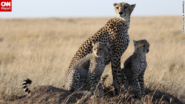 A family of cheetahs enjoys the early morning light in Tanzania's <a href='http://ireport.cnn.com/docs/DOC-909942'>Ngorongoro crater</a>.