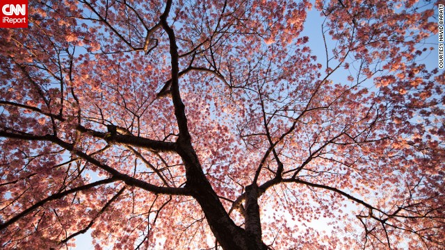 The start of spring transforms the National Mall into a sea of pink. iReporter Navid Baraty saw Washington's cherry blossoms for the first time last year. "I really wasn't expecting it to be quite as stunning as it was," he said.