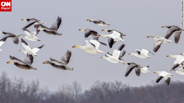 Snow geese migrate over Missouri. "They were impossible to miss based on the <a href='http://ireport.cnn.com/docs/DOC-940785'>sheer quantity</a>," said Bill Tiepelman, who thinks there must have been thousands.