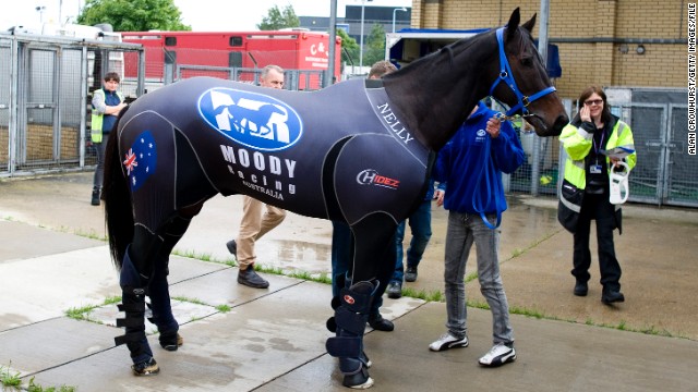 By plane, of course. Champion Australian race horse Black Caviar wore a special compression suit during her 30-hour journey from Melbourne to London. No expense was spared for the celebrity mare traveling in a $50,000 first-class airborne stable. 