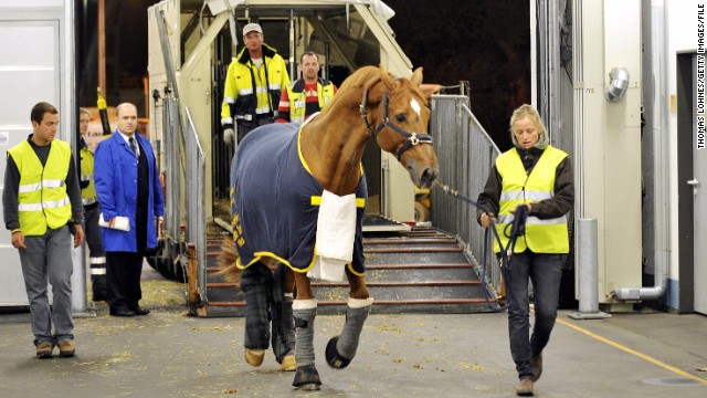 German Olympic gold medal winning equestrian rider Ludger Beerbraum's horse, Goldfever, is cared for by staff at Frankfurt's international airport. The airport boasts one of Europe's largest animal lounges; around the size of a football pitch. 