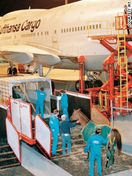 Each year thousands of race horses are flown across the world to compete in international competitions. It's a major operation, with horses first loaded into stables on the ground before being put onto the plane via a scissor lift. 