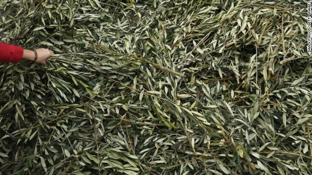 People collect olive branches ahead of Pope Francis' blessing on March 24.