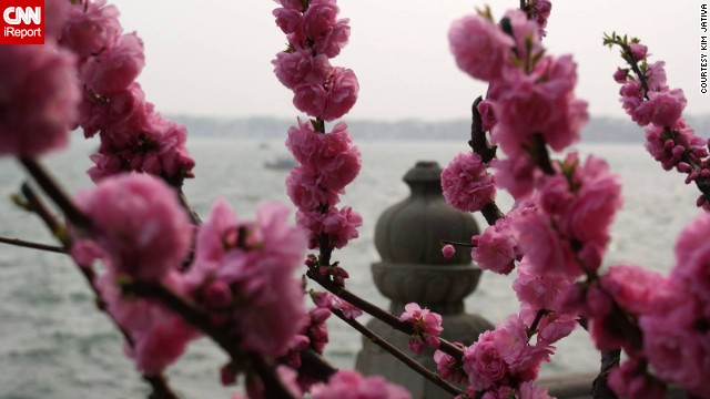 Pink blossoms surround the <a href='http://ireport.cnn.com/docs/DOC-809058'>Summer Palace</a> in Beijing. "We had no idea how absolutely beautiful China would be in spring, or any time for that matter," said Kim Jativa.