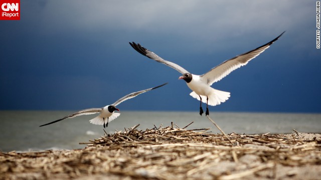 Joshua Rubin waited on the beach for half an hour before getting this perfect shot of two <a href='http://ireport.cnn.com/docs/DOC-796453'>laughing gulls</a>.