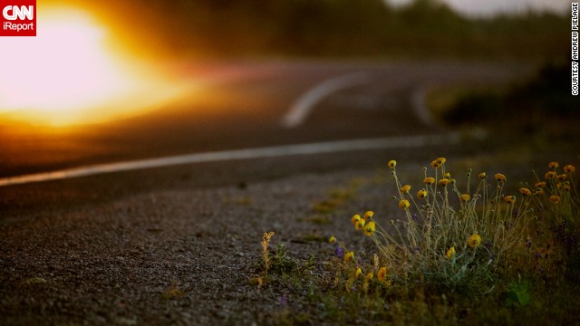 "Exploding" bursts of colorful wildflowers fill the Arizona desert in spring, says Andrew Pielage. See more photos on <a href='http://ireport.cnn.com/docs/DOC-950054'>CNN iReport</a>.