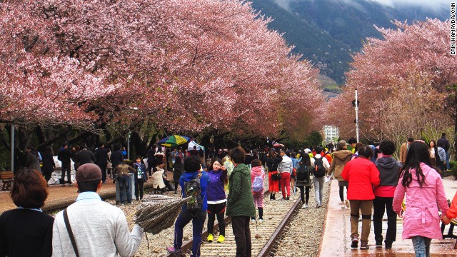 ¡Olvida la tensión en el Norte! Los cerezos florecen en Corea del Sur