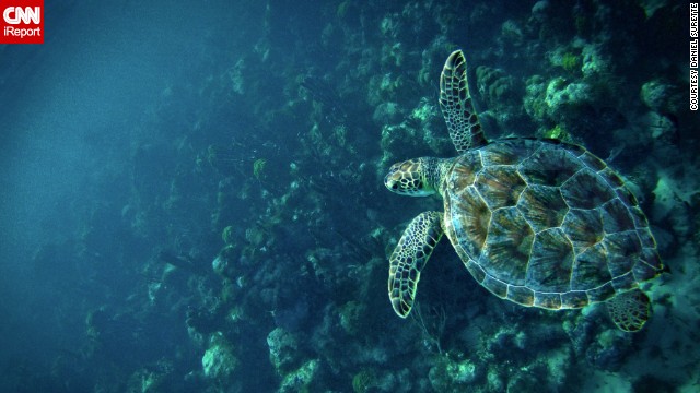 "I think anyone who wants to see <a href='http://ireport.cnn.com/docs/DOC-908815'>a place like this</a> should go while they can," says Daniel Surette, who shot this photo with an underwater camera. "All I heard...from the locals was how we should have seen the reef when it 'was really something.'"