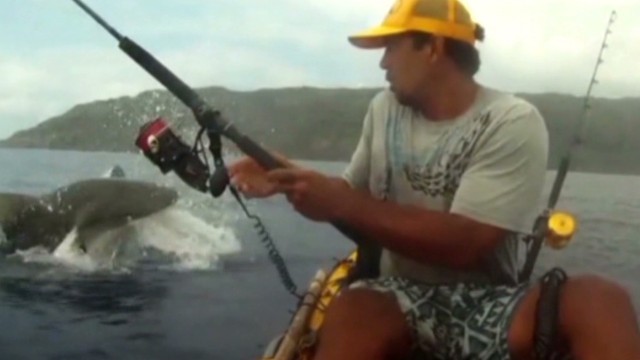 Un tiburón le arrebata la presa a un pescador