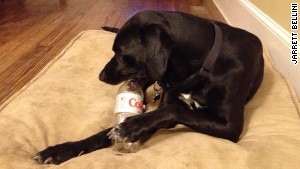 Buy all the fancy dog toys you want, but nothing beats a plastic Diet Coke bottle
