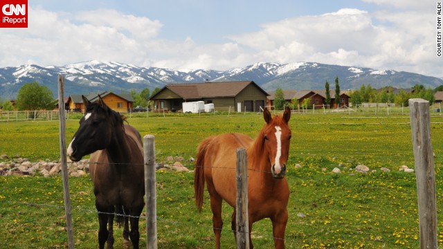 Horses pose in their pasture in front of the <a href='http://ireport.cnn.com/docs/DOC-805522'>snow-capped Tetons</a>. 