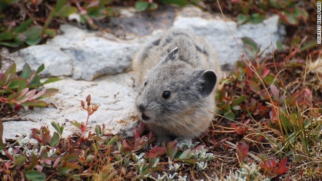 Naturalist Beth Pratt always hopes to see the pika (in the same family as the rabbit) on her annual spring hike of Gaylor Lakes trail in Yosemite.