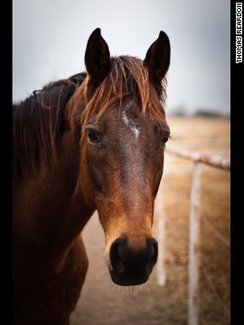 Once considered an unlikely candidate for adoption because of his injuries incurred on the track, ex-racehorse Watson (formerly Wooden Phone) is now enjoying a new life with owner Suzanne Minter. She adopted him while working at <a href='http://lopetx.org/' target='_blank'>LOPE Texas</a>, a thoroughbred rehab and adoption farm. <!-- -->
</br><!-- -->
</br>Click through our gallery to learn more about how ex-racehorses are enjoying a second chance: