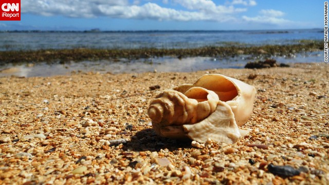 A shell rests on the shoreline of Tonga's <a href='http://ireport.cnn.com/docs/DOC-832224'>Pangaimotu Beach</a> in the South Pacific.