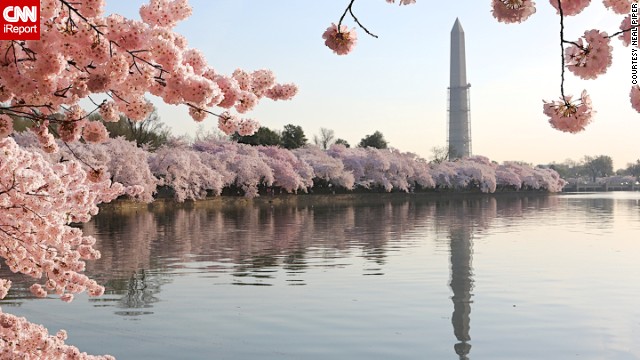 The Tidal Basin reflects the Washington Monument. Surrounding it are the famed <a href='http://ireport.cnn.com/docs/DOC-955494'>cherry trees</a>, a 1912 gift to the United States from Japan, in full bloom.