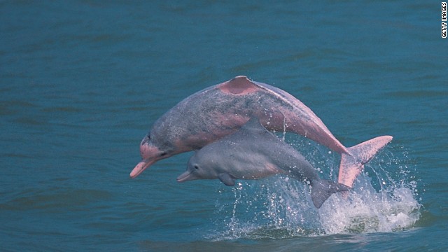 El delfín rosado podría desaparecer