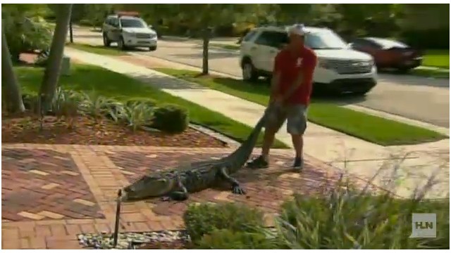 Un cocodrilo de 2,5 metros visita a una familia en Florida