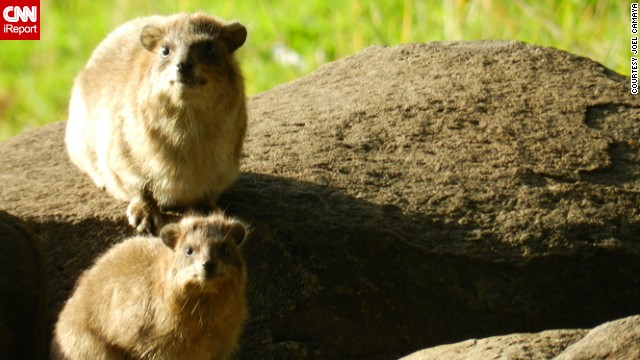 While spending a day of solitude in northern Israel, Joel Camaya <a href='http://ireport.cnn.com/docs/DOC-914152'>captured this wondrous image</a> of two rock badgers basking in the sun.