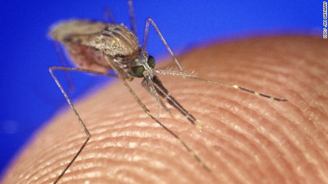 Study: Malaria-infected mosquitoes more attracted to human odor