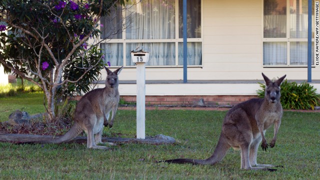 Un político australiano es atacado por un canguro