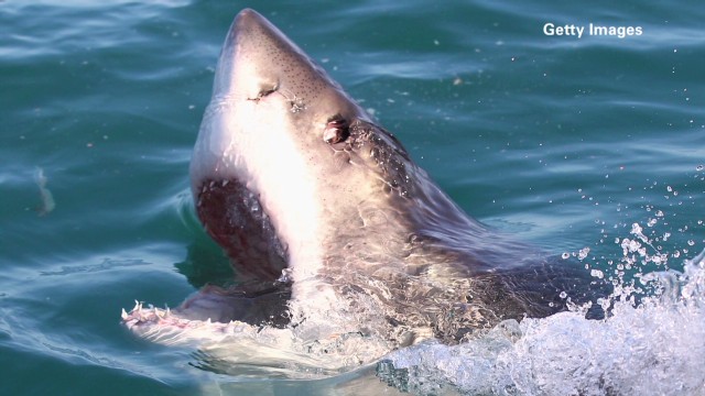 ¿Qué animal devoró a un gran tiburón blanco de 3 metros?