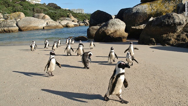 22. Boulders Beach, Cape Town