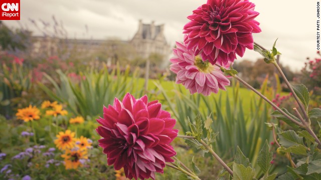 Pink dahlias stand against a backdrop of thousands of other colorful flowers in the Tuileries Garden. See more images from the public garden on <a href='http://ireport.cnn.com/docs/DOC-850057'>CNN iReport</a>.